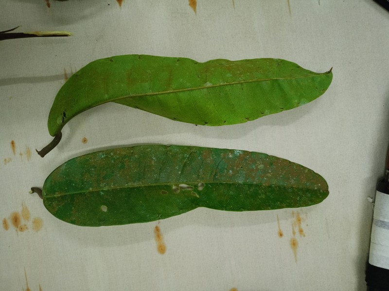 Vatica mizaniana photo 2