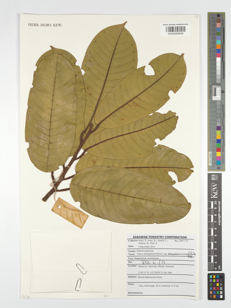Vatica oblongifolia subsp. crassilobata