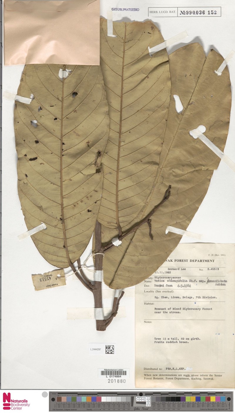 Vatica oblongifolia subsp. crassilobata photo 2