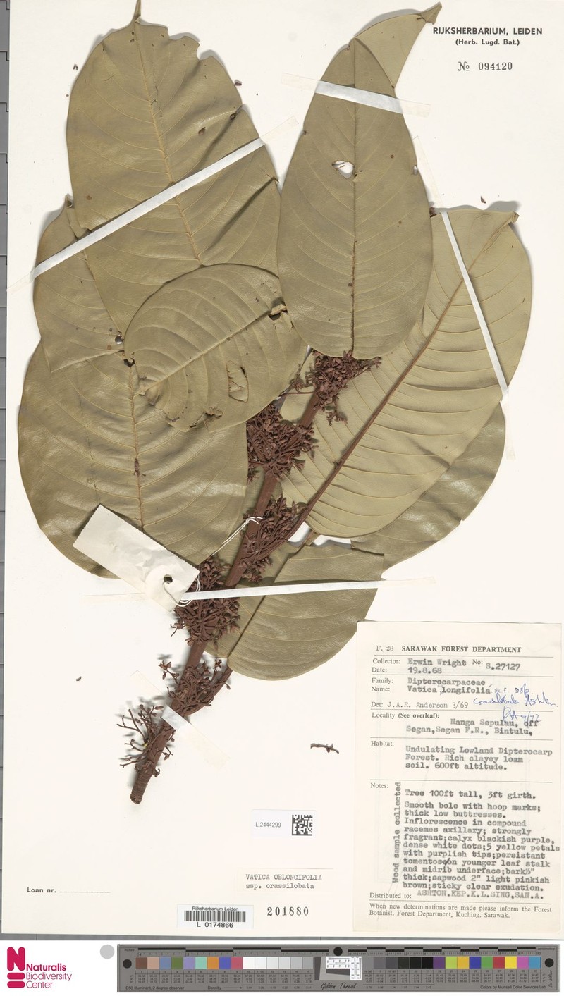 Vatica oblongifolia subsp. crassilobata photo 3