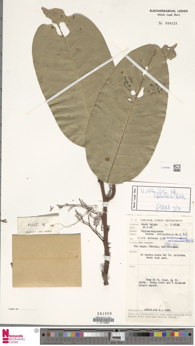 Vatica oblongifolia subsp. crassilobata photo 4