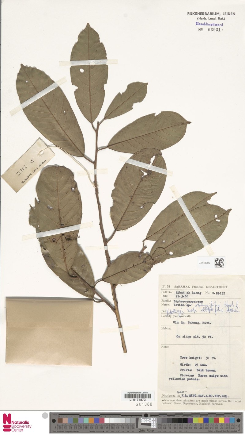 Vatica oblongifolia subsp. elliptifolia