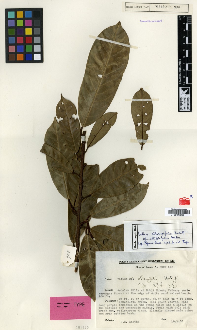 Vatica oblongifolia subsp. elliptifolia photo 2