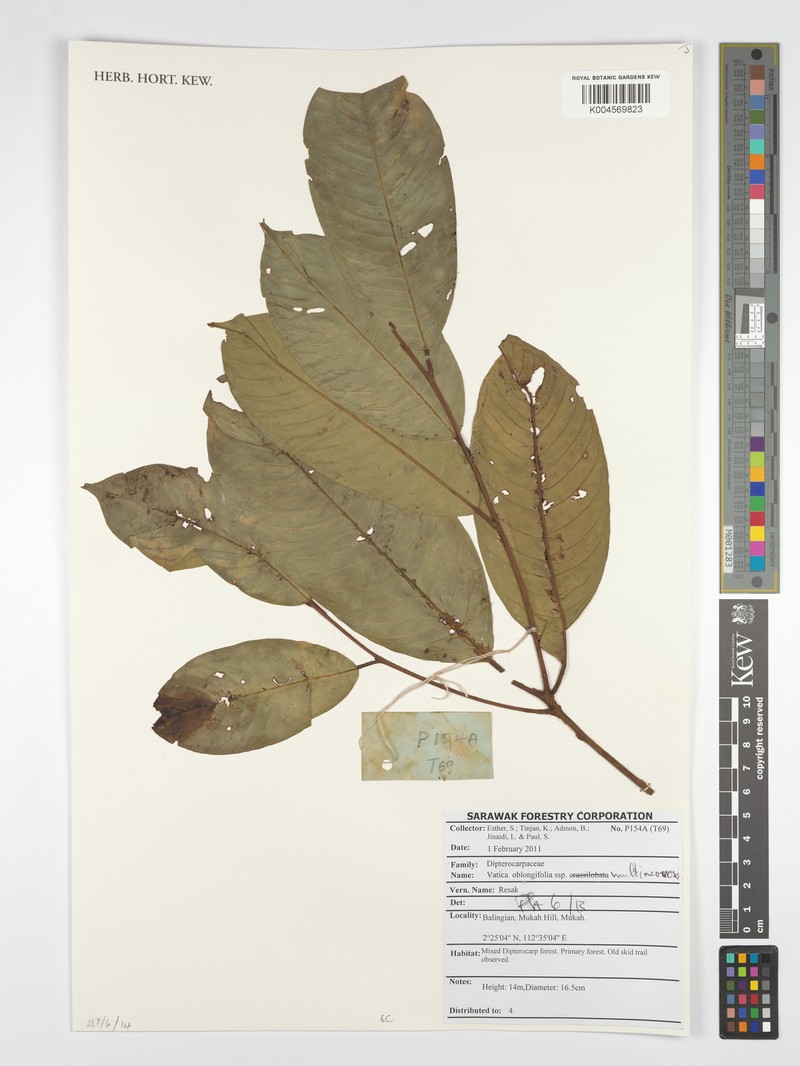 Vatica oblongifolia subsp. multinervosa