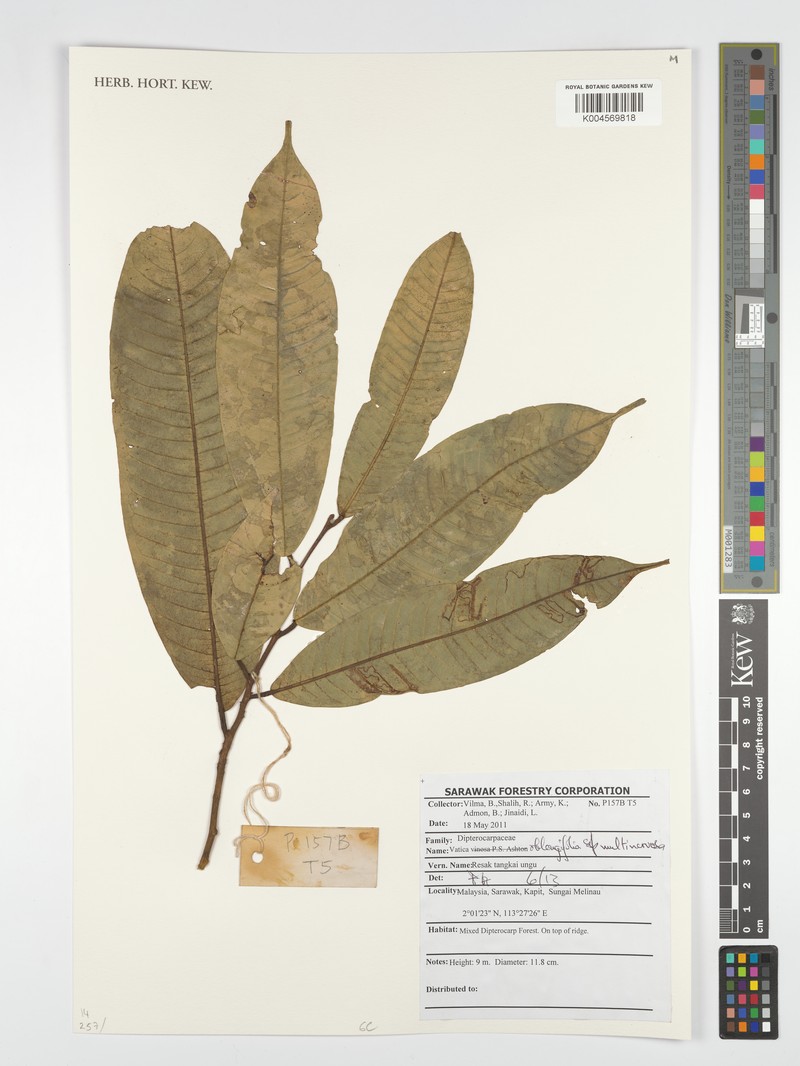 Vatica oblongifolia subsp. multinervosa photo 2