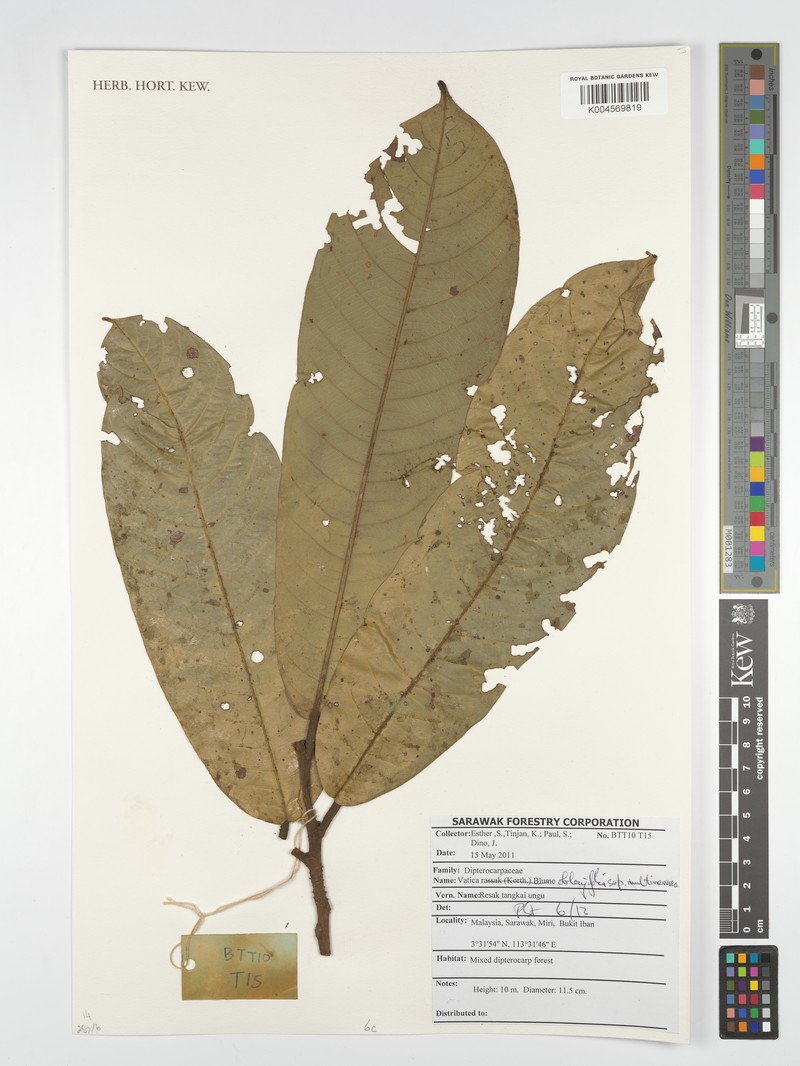 Vatica oblongifolia subsp. multinervosa photo 3