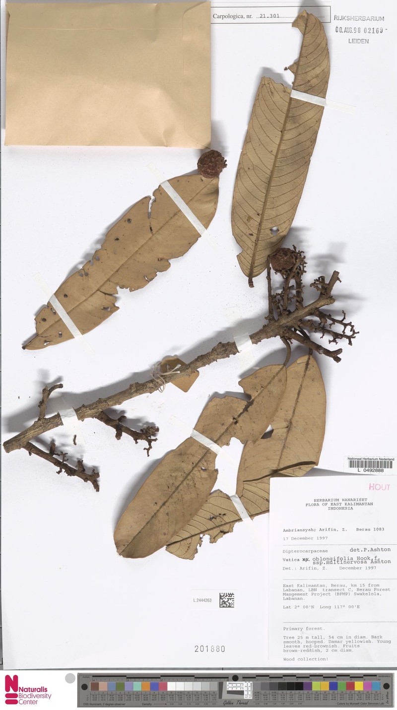 Vatica oblongifolia subsp. multinervosa photo 4
