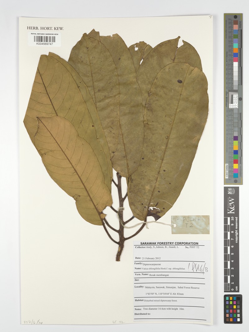 Vatica oblongifolia subsp. oblongifolia