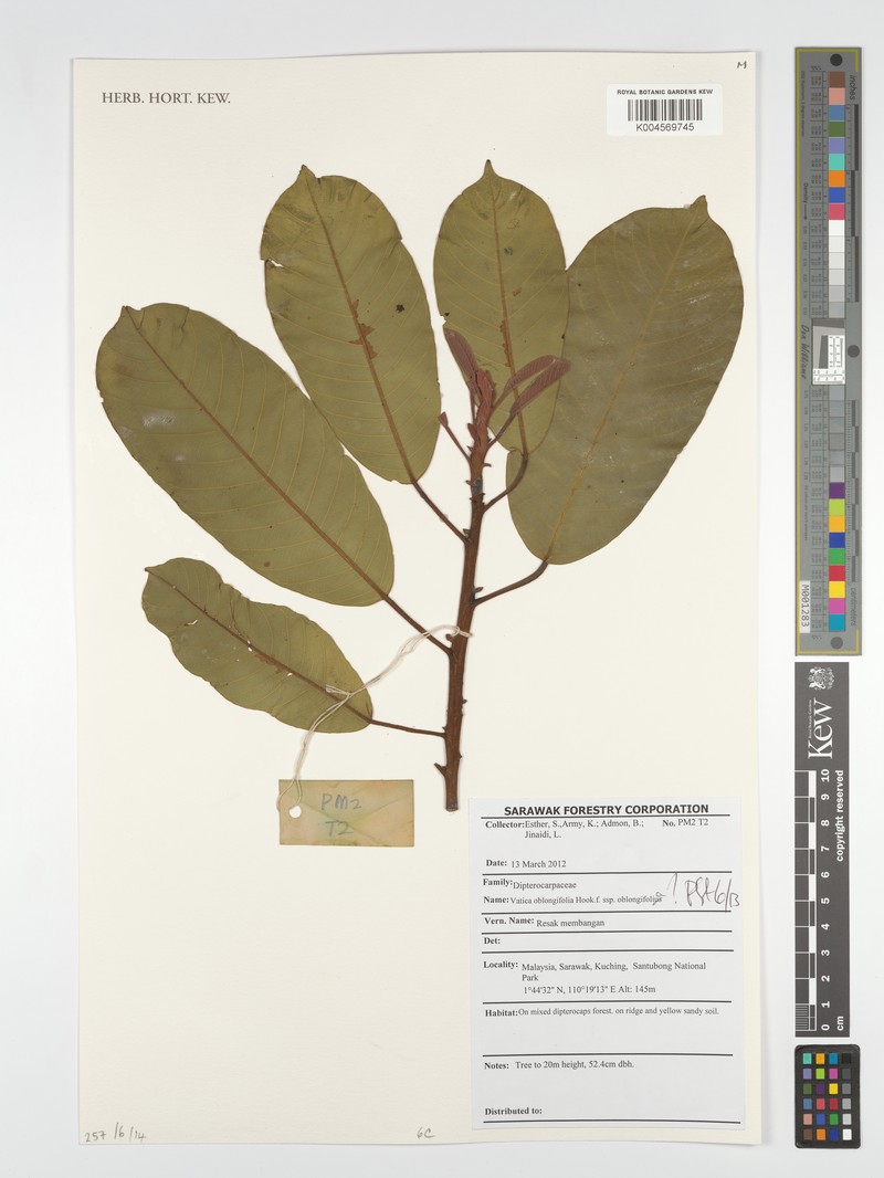 Vatica oblongifolia subsp. oblongifolia photo 2
