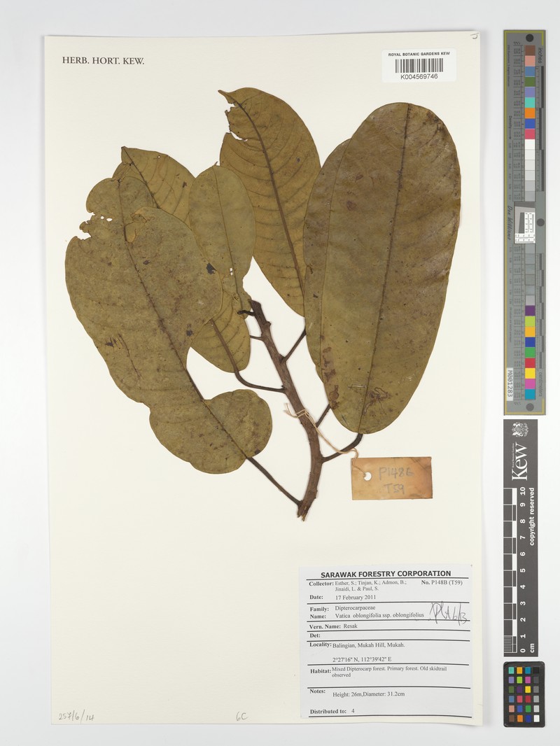 Vatica oblongifolia subsp. oblongifolia photo 3