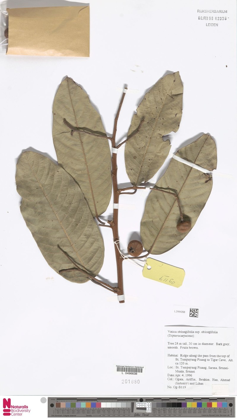 Vatica oblongifolia subsp. oblongifolia photo 4
