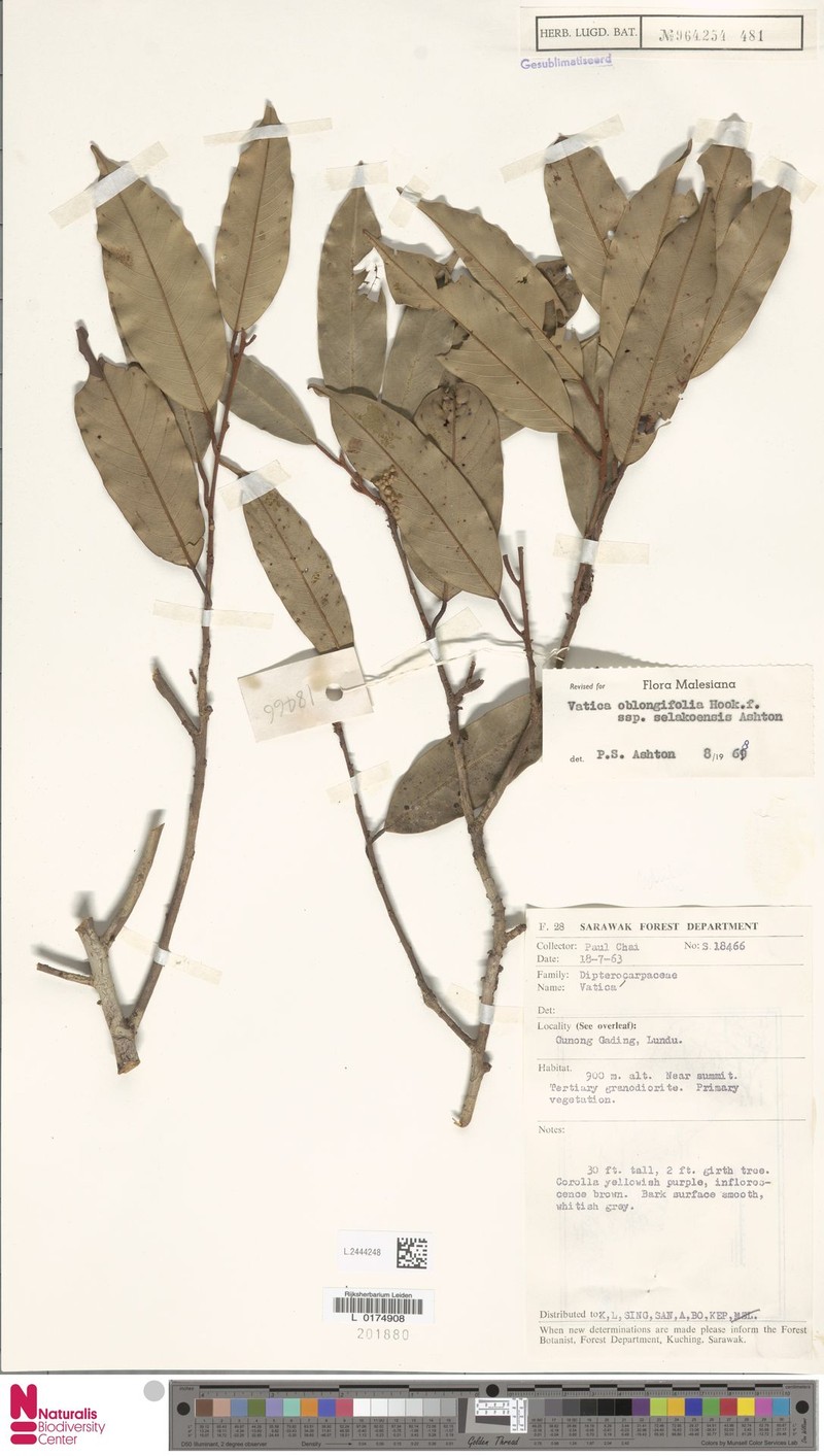 Vatica oblongifolia subsp. selakoensis
