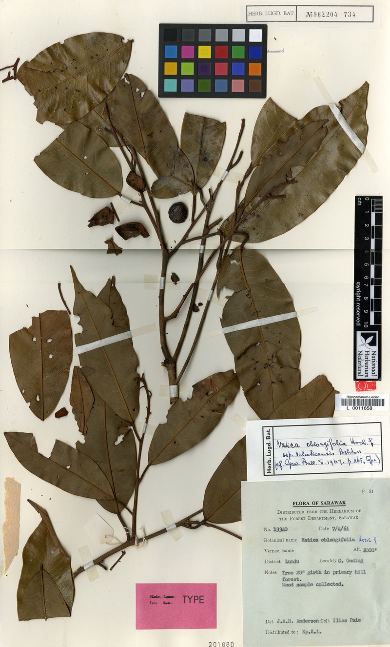 Vatica oblongifolia subsp. selakoensis photo 2