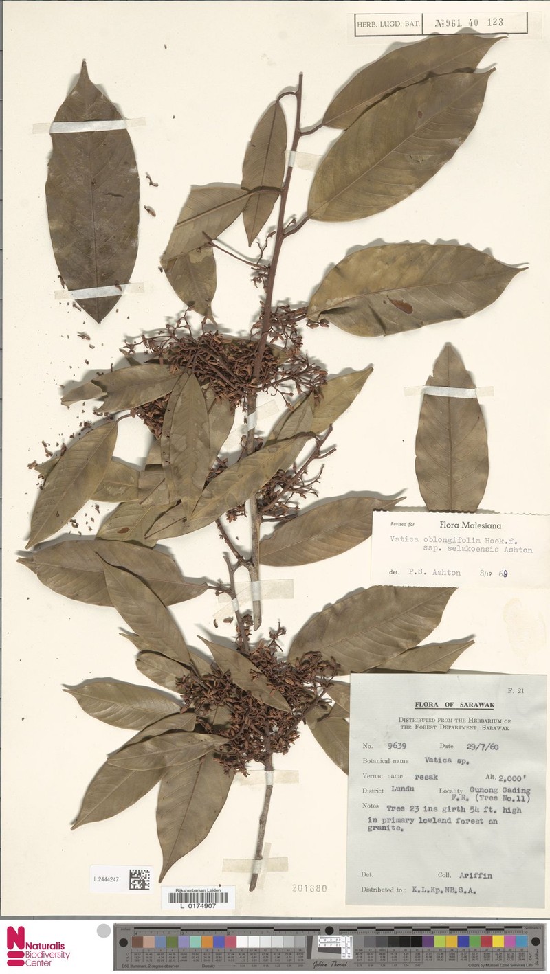 Vatica oblongifolia subsp. selakoensis photo 3