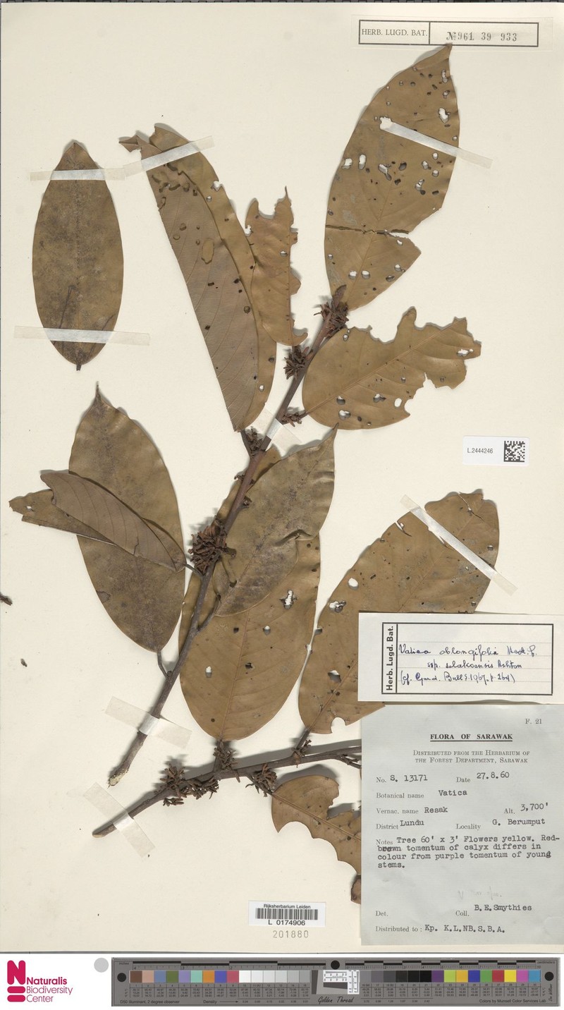 Vatica oblongifolia subsp. selakoensis photo 4