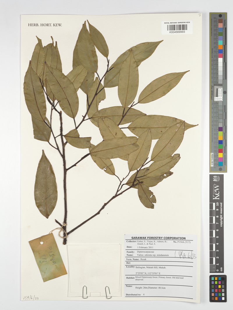 Vatica odorata subsp. mindanensis