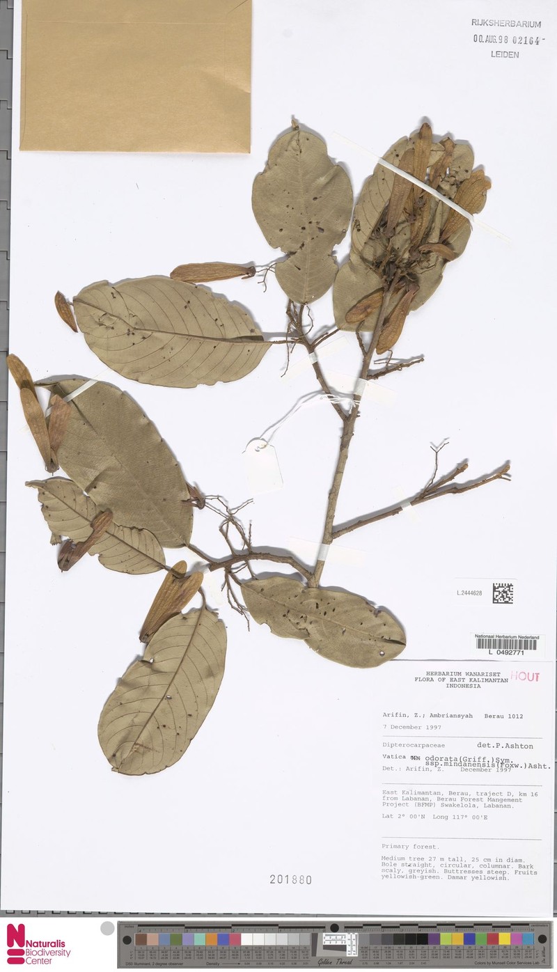 Vatica odorata subsp. mindanensis photo 2