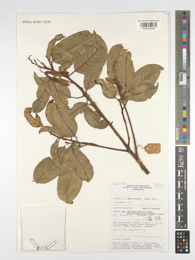 Vatica odorata subsp. mindanensis photo 3