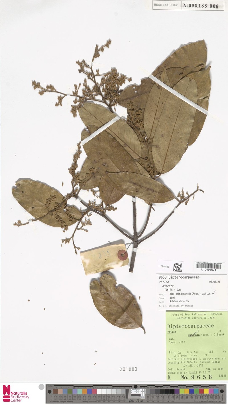 Vatica odorata subsp. mindanensis photo 4