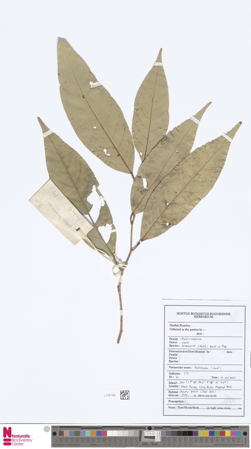 Vatica odorata subsp. odorata