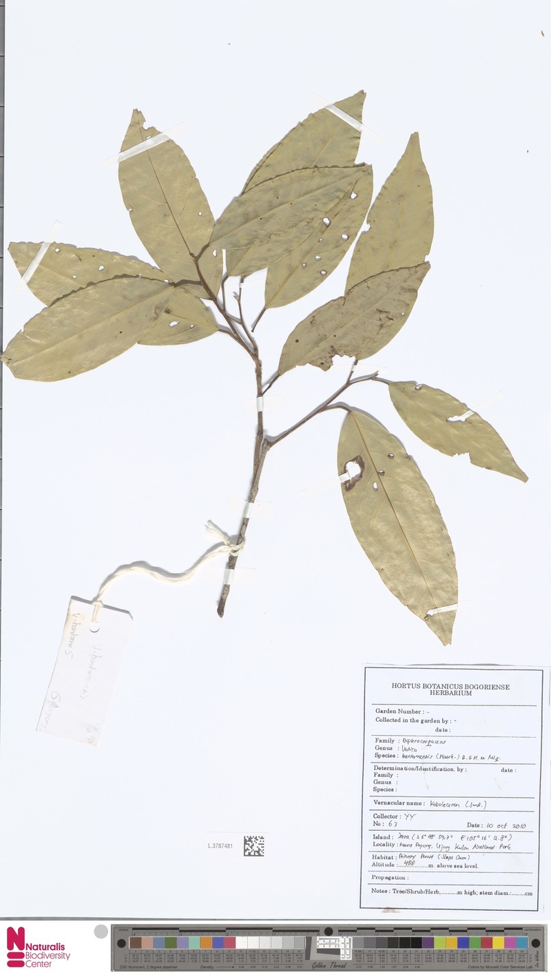 Vatica odorata subsp. odorata photo 2