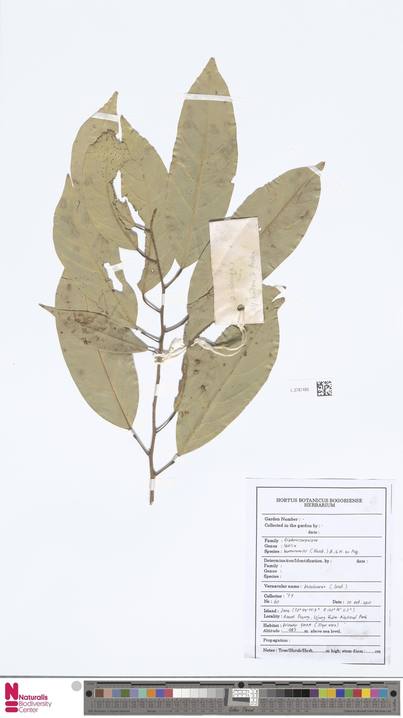 Vatica odorata subsp. odorata photo 3