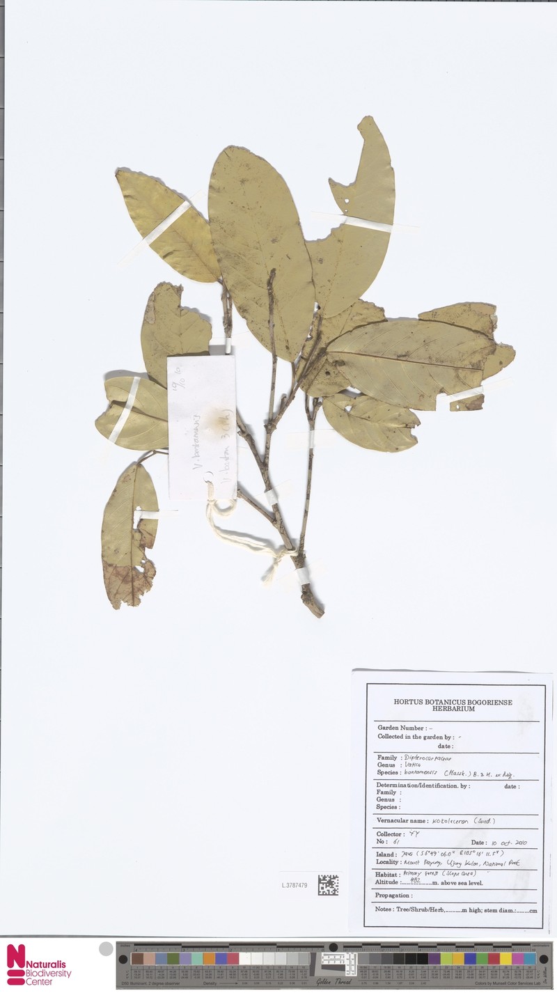 Vatica odorata subsp. odorata photo 4