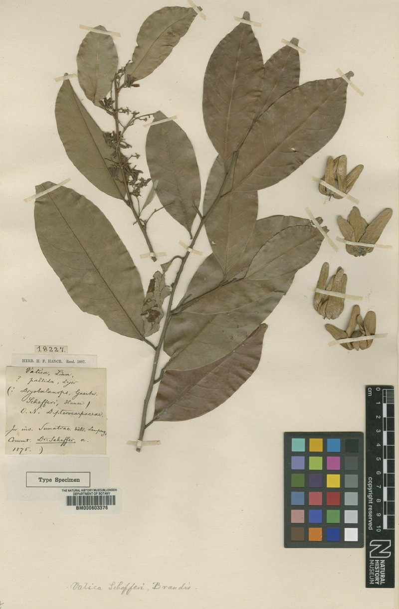 Vatica venulosa subsp. venulosa