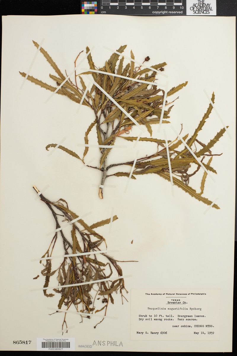 Vauquelinia angustifolia