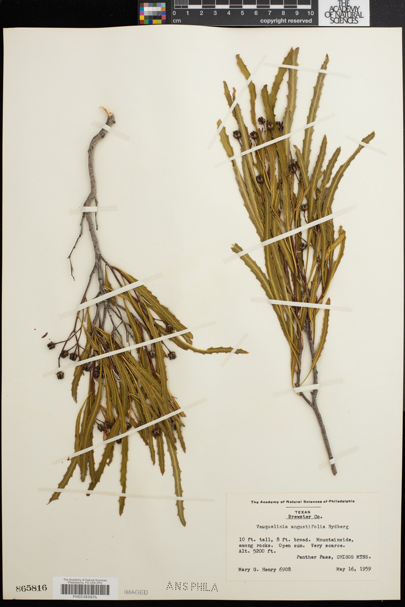 Vauquelinia angustifolia photo 2