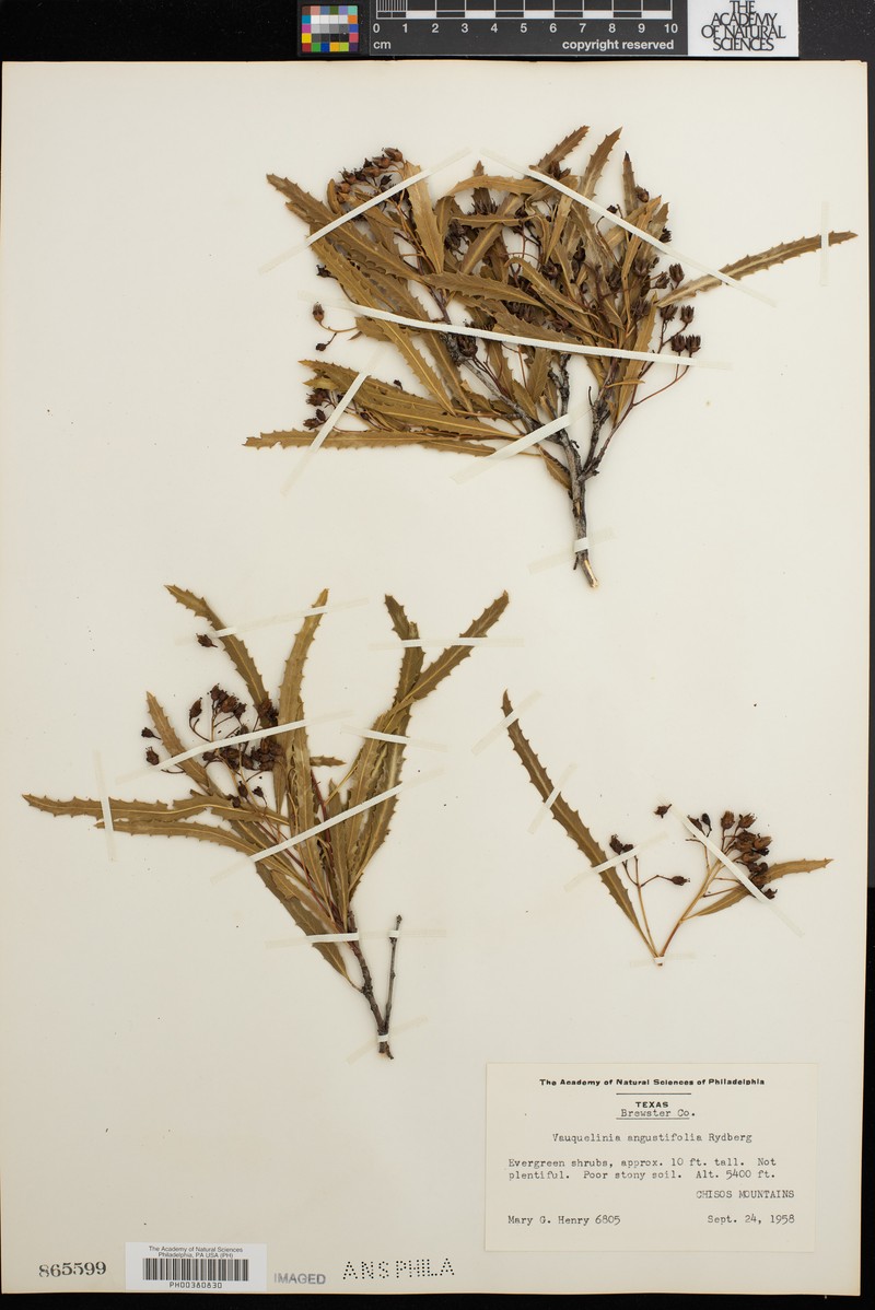 Vauquelinia angustifolia photo 3
