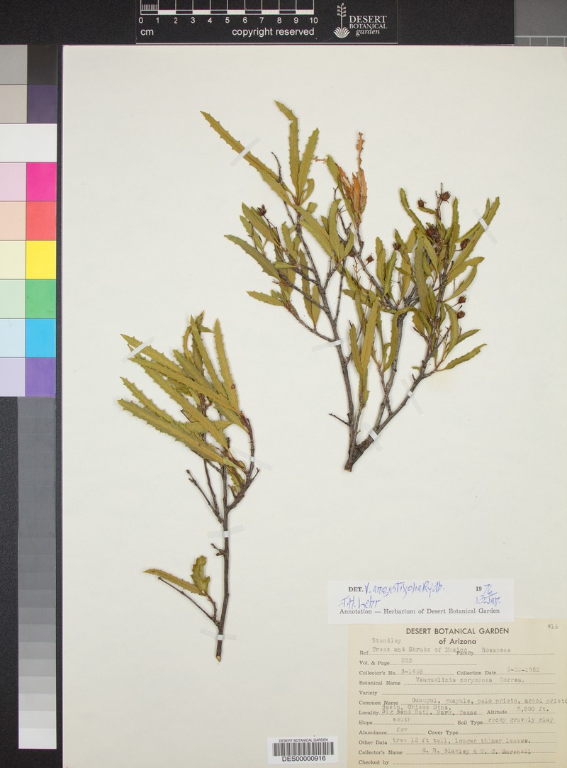 Vauquelinia angustifolia photo 4