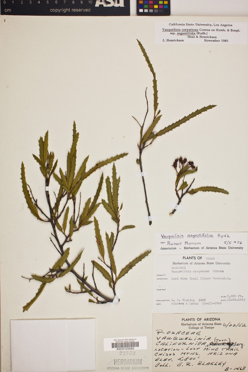 Vauquelinia angustifolia photo 5