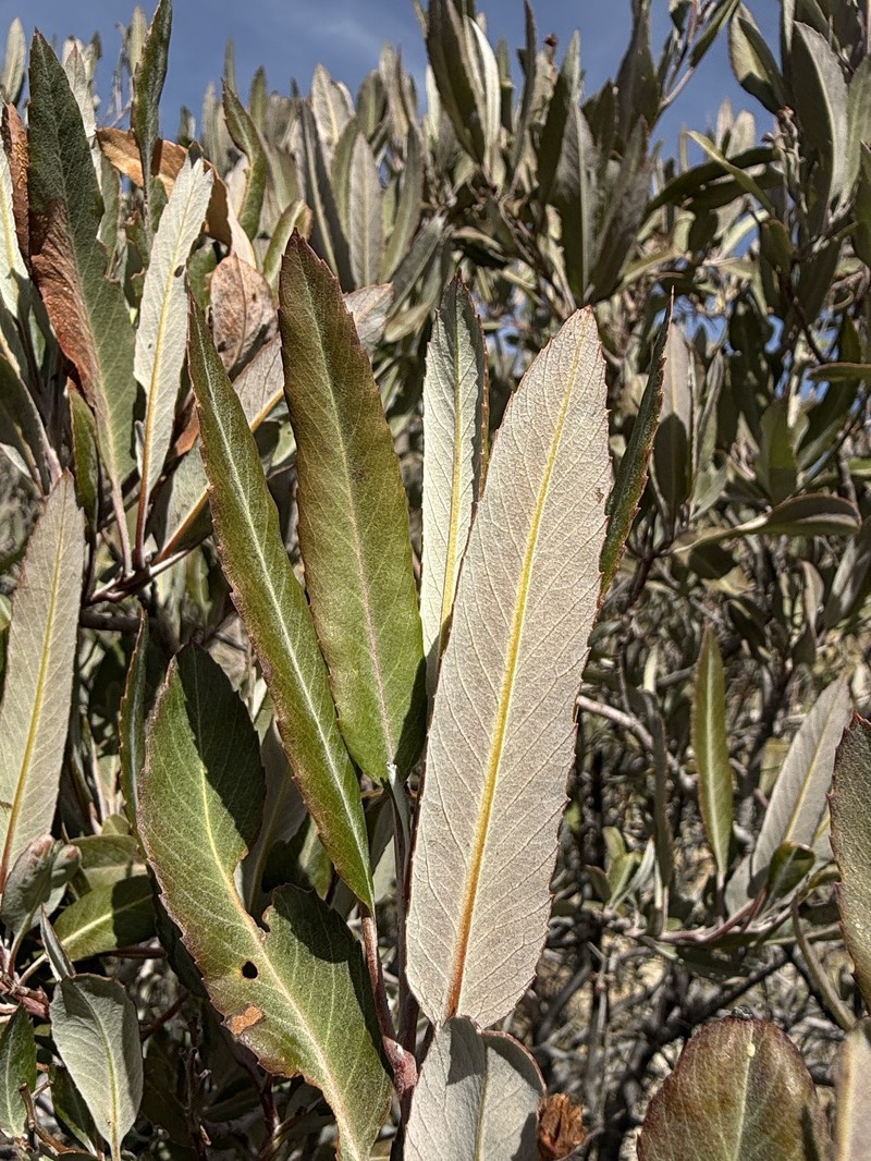 Vauquelinia californica subsp. californica