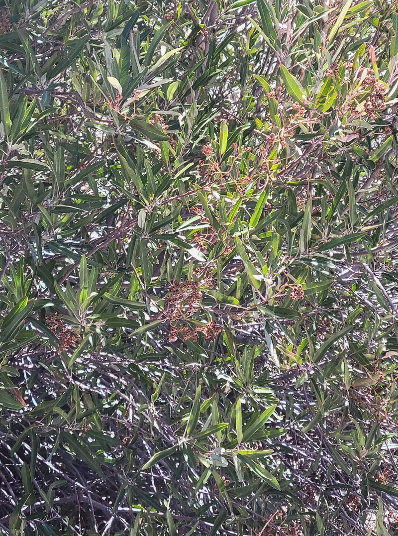 Vauquelinia californica subsp. californica photo 2