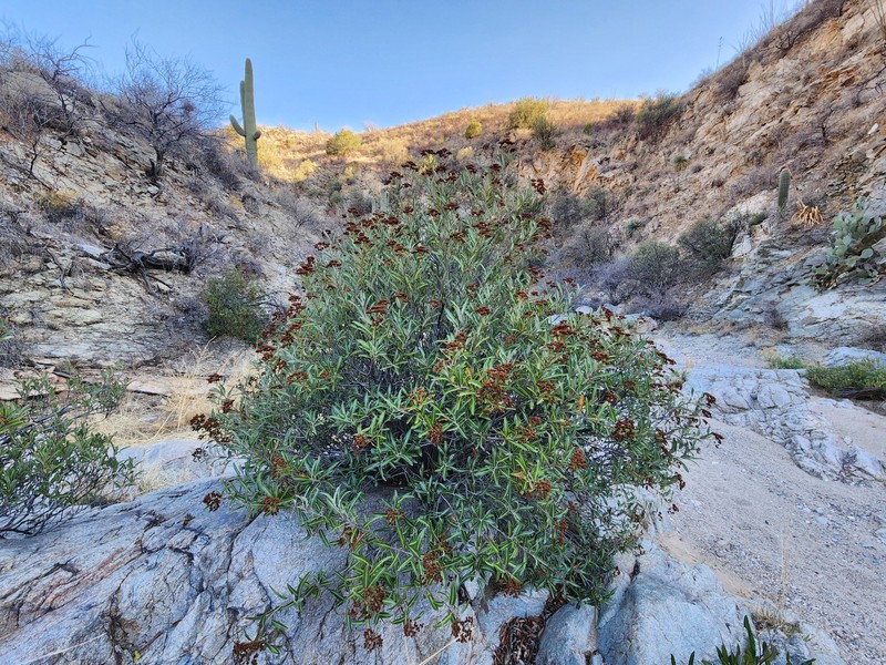 Vauquelinia californica subsp. californica photo 4