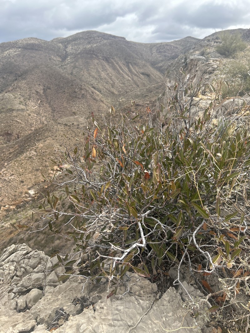Vauquelinia californica subsp. californica photo 5