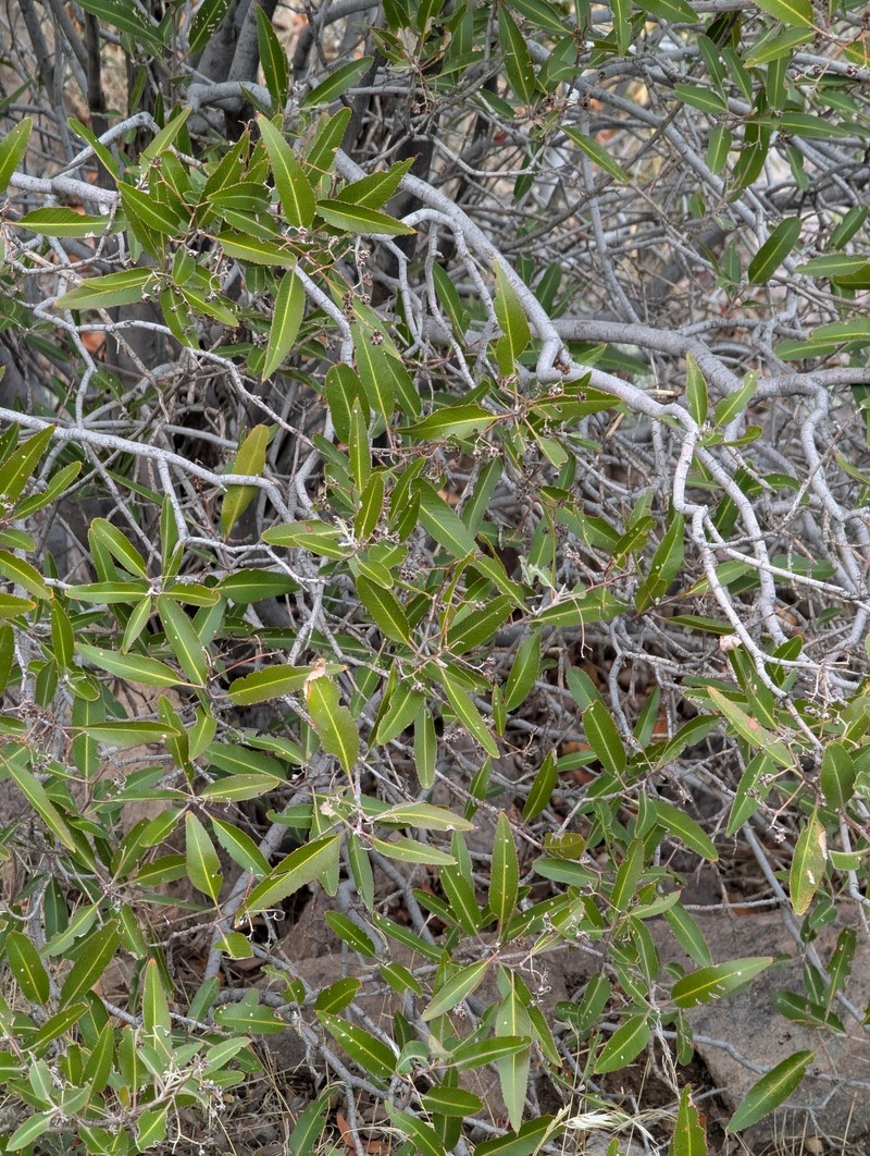 Vauquelinia californica subsp. californica photo 6