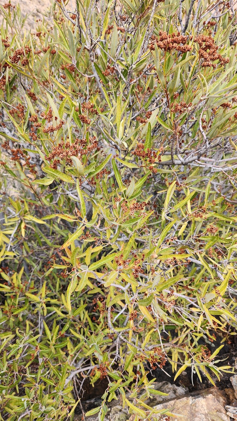 Vauquelinia californica subsp. californica photo 8