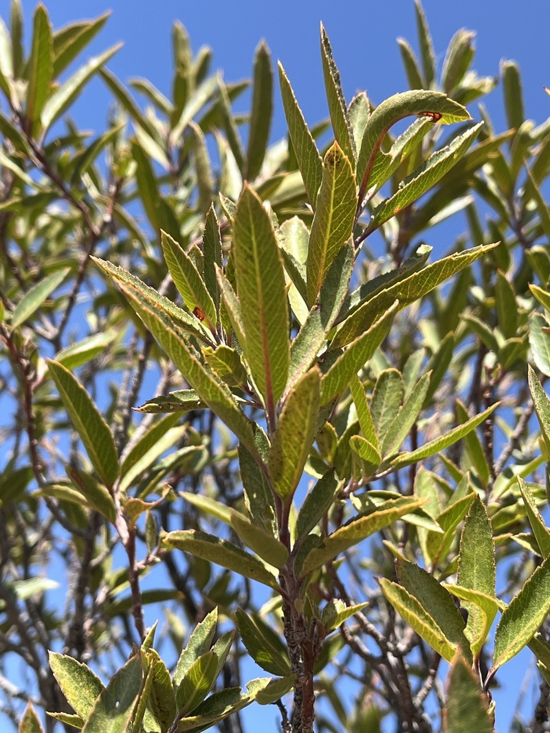 Vauquelinia californica subsp. pauciflora