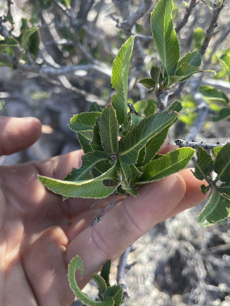 Vauquelinia californica subsp. pauciflora photo 2