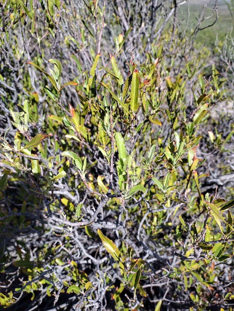 Vauquelinia californica subsp. pauciflora photo 3