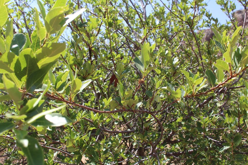 Vauquelinia californica subsp. pauciflora photo 4