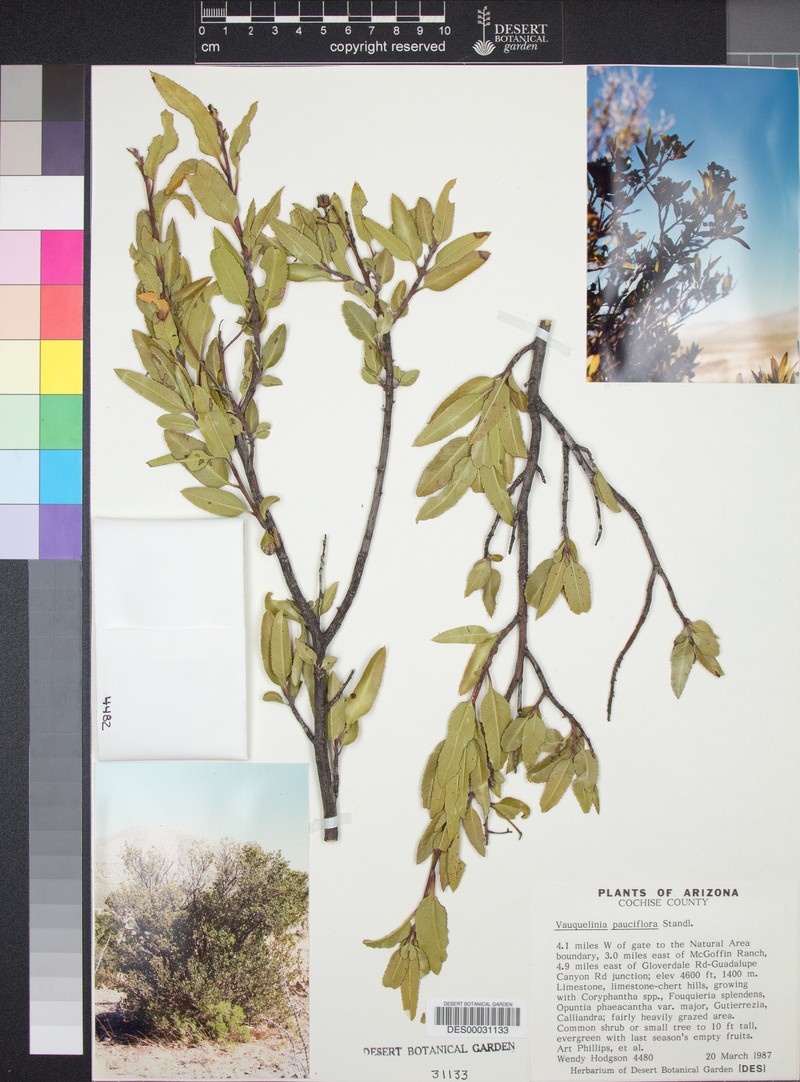 Vauquelinia californica subsp. pauciflora photo 5