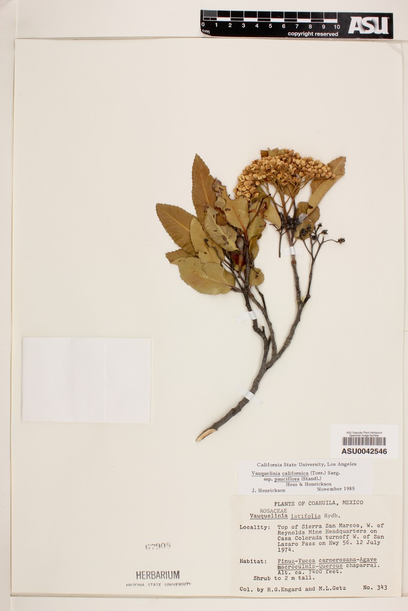Vauquelinia californica subsp. pauciflora photo 6