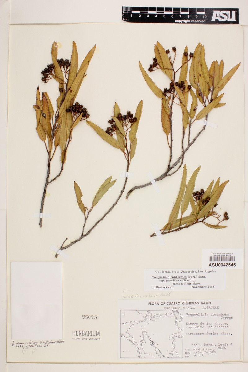 Vauquelinia californica subsp. pauciflora photo 7