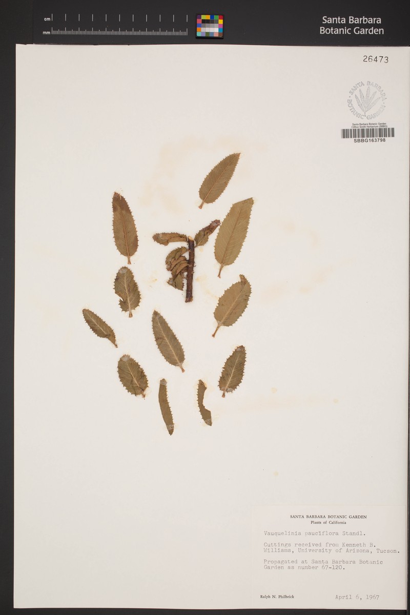 Vauquelinia californica subsp. pauciflora photo 8