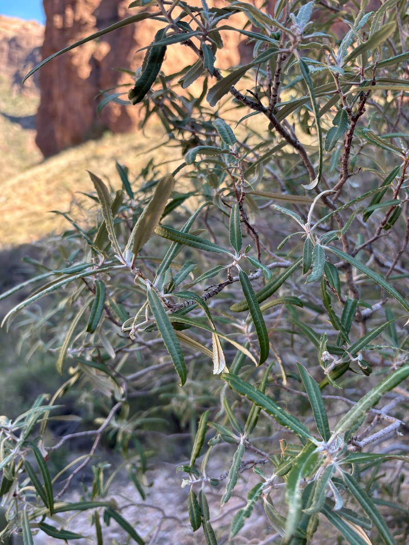 Vauquelinia californica subsp. sonorensis