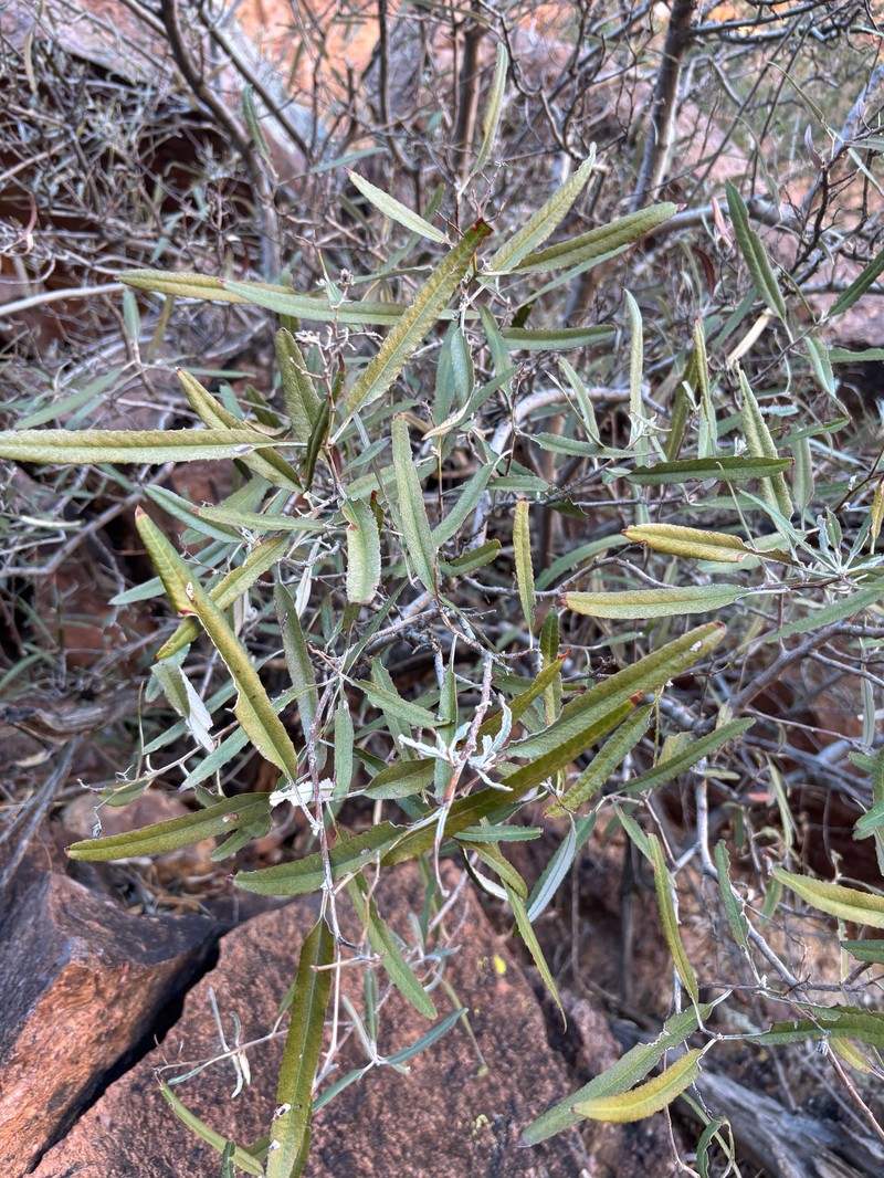 Vauquelinia californica subsp. sonorensis photo 2