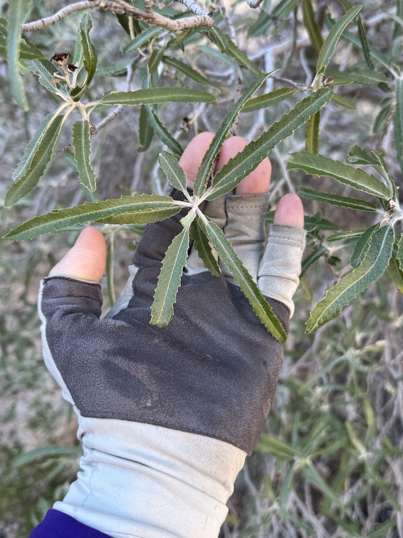 Vauquelinia californica subsp. sonorensis photo 4